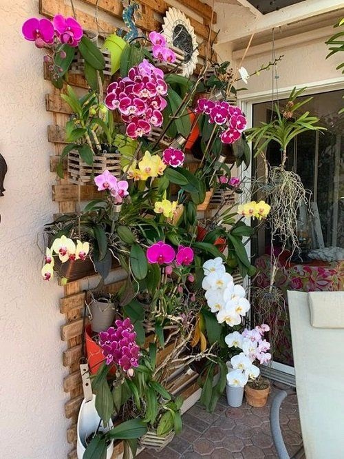 Best Orchid Vertical Garden Ideas