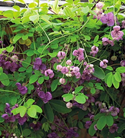 Akebia quinata Purple Flowers 