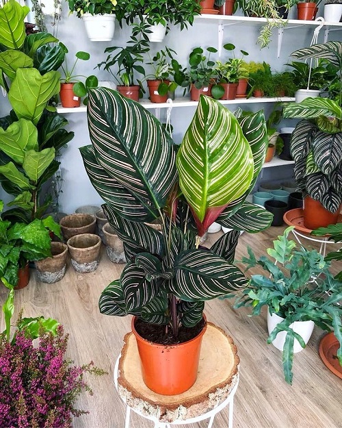 Indoor Plant Grouping Ideas - high maintenance plants