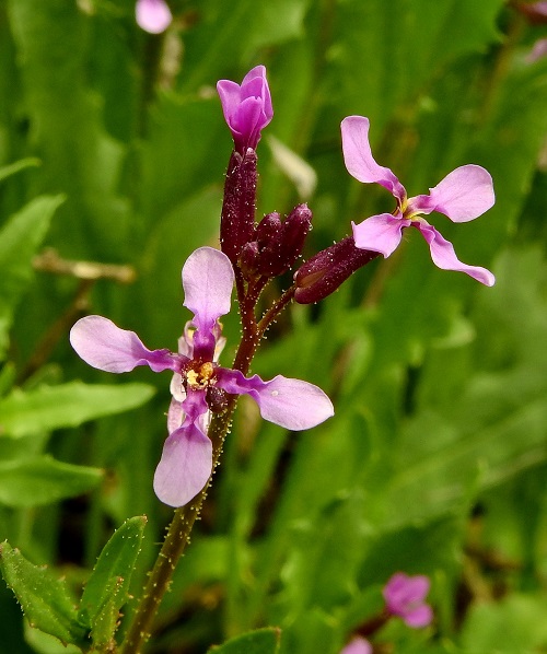 Chorispora tenella - 4 Petal Flowers