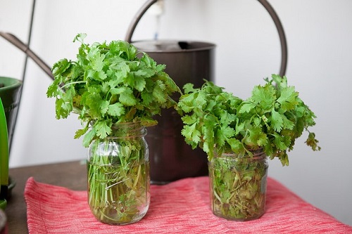 Cilantro - Grow in Water 