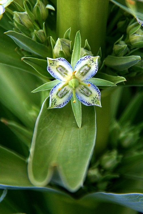 Frasera speciosa - 4 Petal Flowers