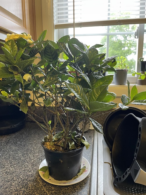 Fragrant Indoor Plants