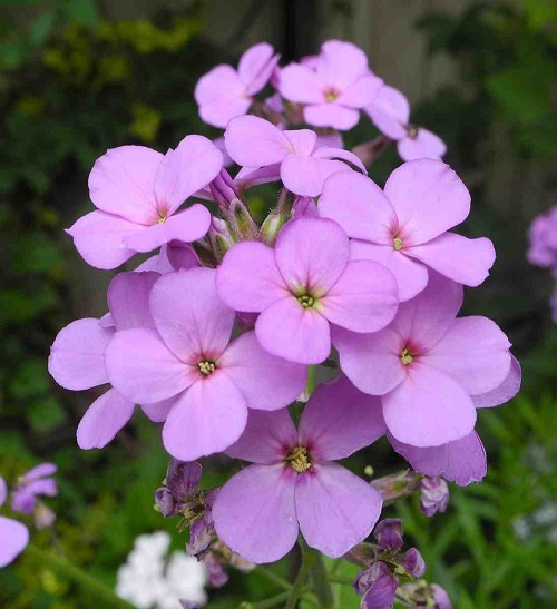 Hesperis matronalis flower