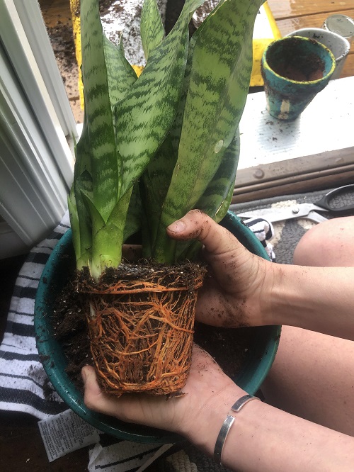 Ways to Make Snake Plant Grow - Keep it Root Bound 