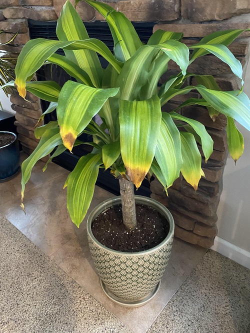 Why Do Plants Get Brown Tips and How to Save Them
