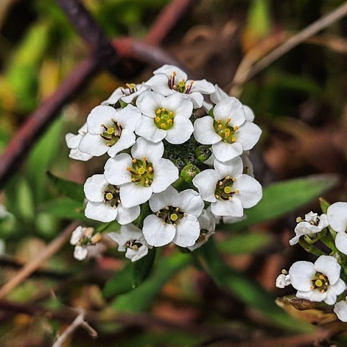 Lobularia maritima - 4 Petal Flowers