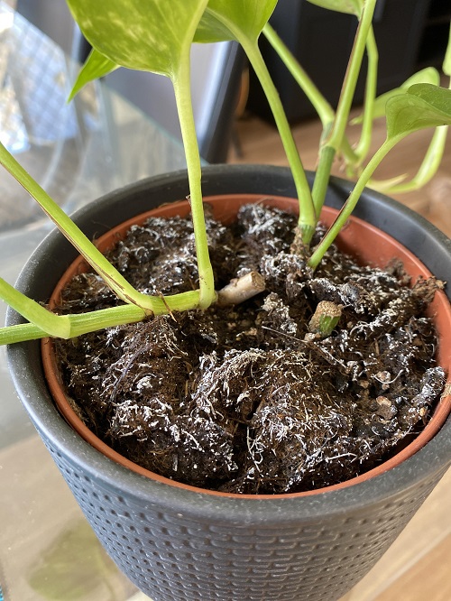Why Do Plants Get Brown Tips - Salt Build-Up in the Soil 