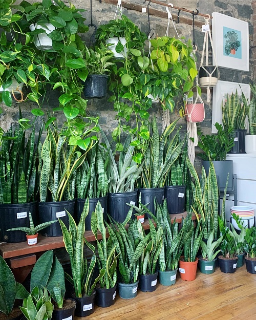 Indoor Plant Grouping Ideas 