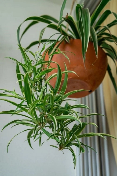 unique Indoor Plant Tricks that No One Knows