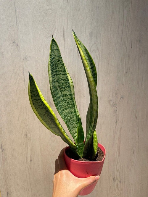 Ways to Make Snake Plant Grow Faster