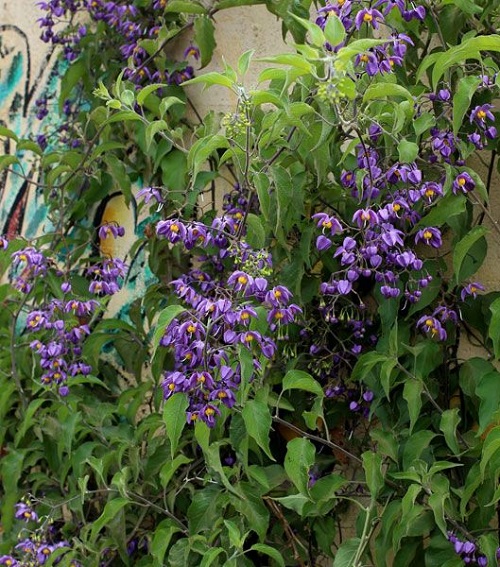 Vines of Purple Flowers 