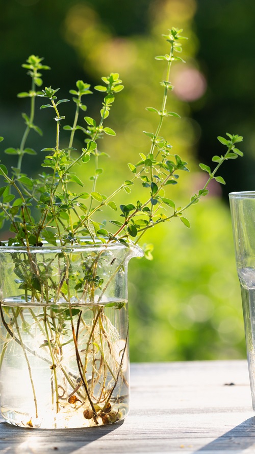 Thyme Herbs that Grow in Water