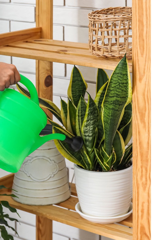 Ways to Make Snake Plant Grow Faster - Water Wisely 