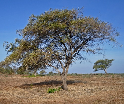 Ziziphus mauritiana tree 