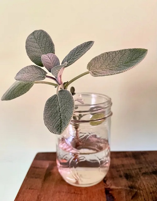 Sage - Herbs that Grow in Water 