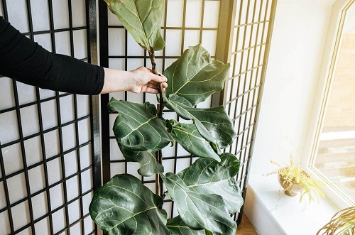 Indoor Plant Tricks that No One Knows 1