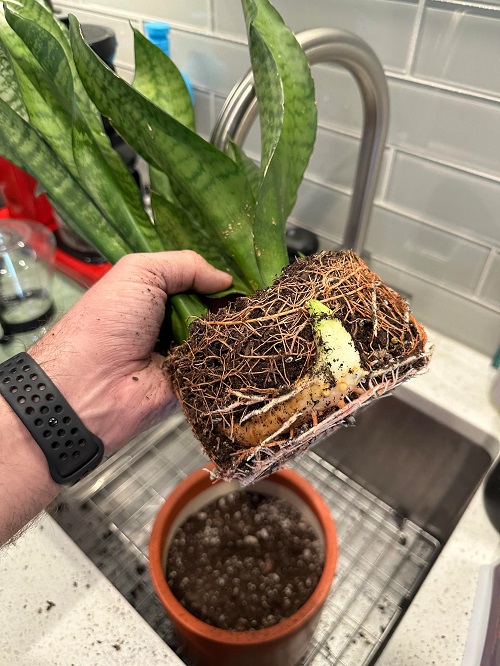 If you want your snake plant to live forever