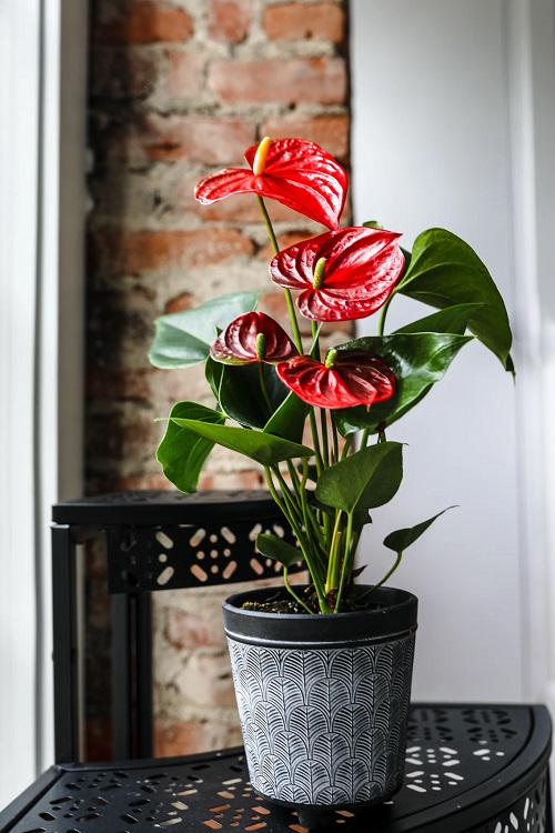 Romantic Indoor Plants