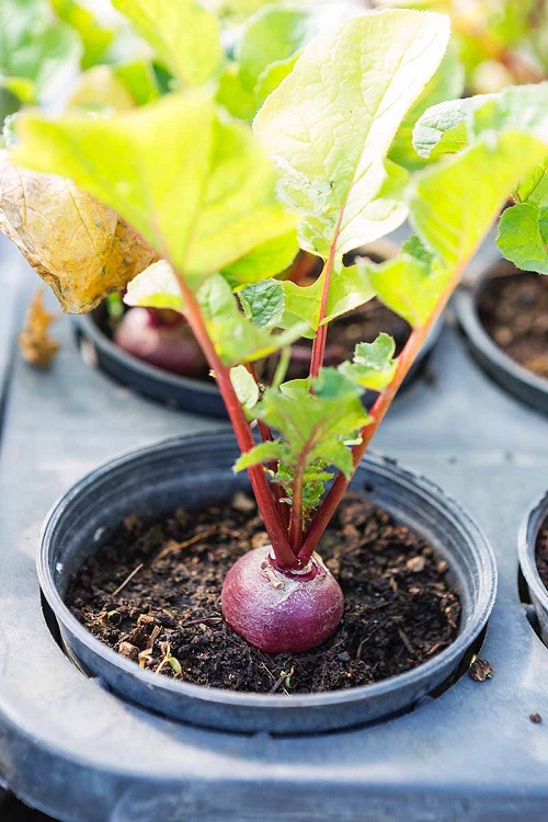 Beets Vegetables You Can Start Indoor