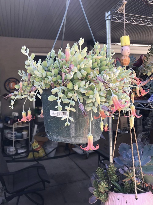 Best Hanging Succulents