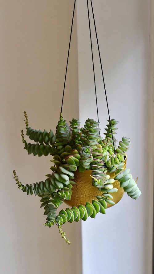 Hanging Succulents 