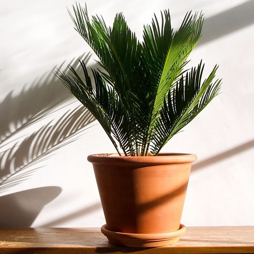 Indoor Plants that Like Direct Sunlight in table