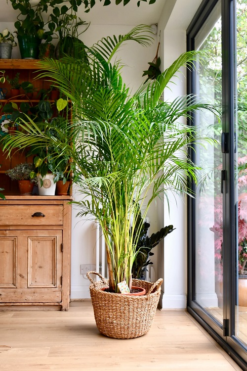 Plants that Like Direct Sunlight 