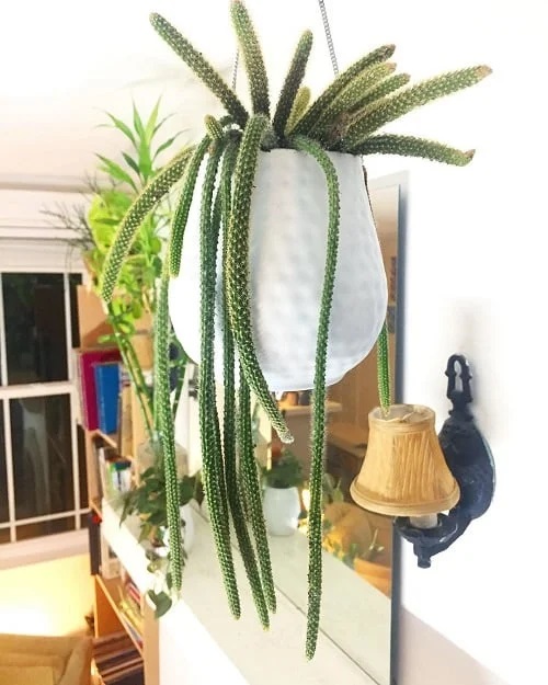 Best Hanging Plants