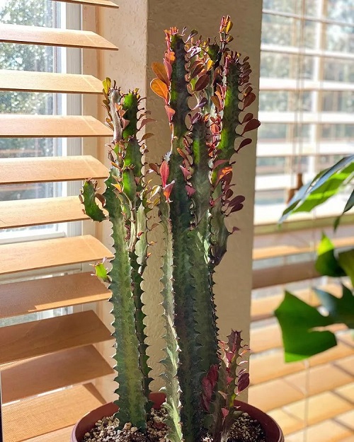 beautiful Indoor Plants that Like Direct Sunlight