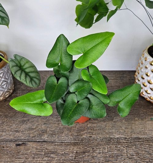 Romantic Indoor Heart-Shaped Plants 