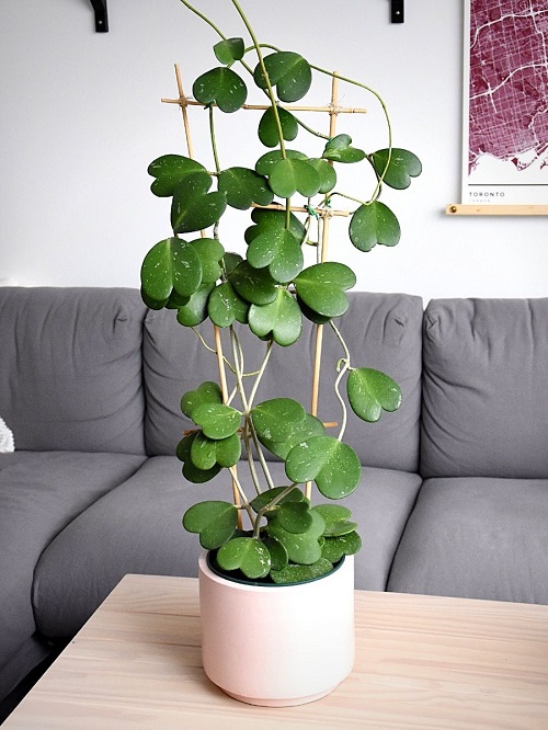 Romantic Indoor Plants with Heart-Shaped Leaves 