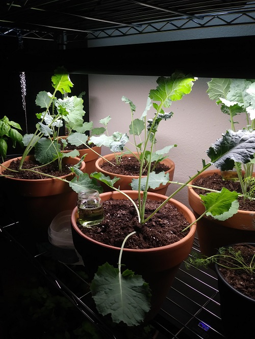 Vegetables You Can Start Indoor