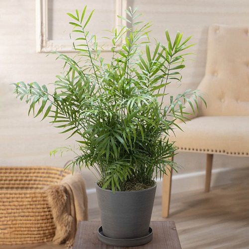 Parlor Palm Indoor Plants 