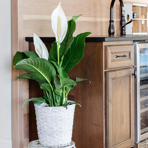 Plants That Don't Need Sun At All - Peace Lily