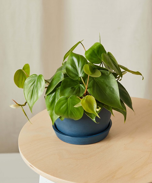 Philodendron Indoor Plants That Don't Need Sun At All 