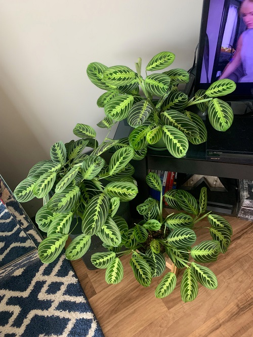 Prayer Plant That Don't Need Sun At All 