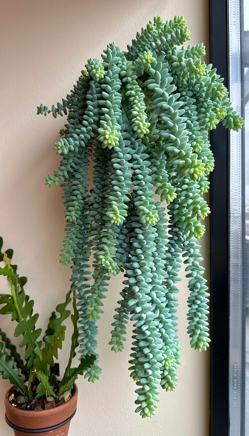 Best Hanging Succulents