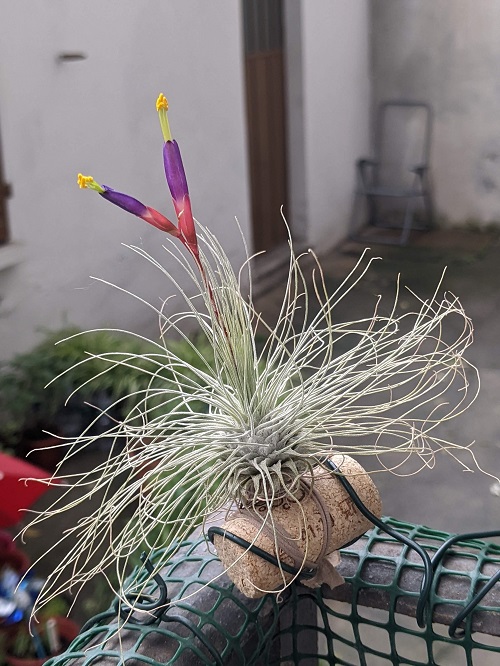 Argentea Plant