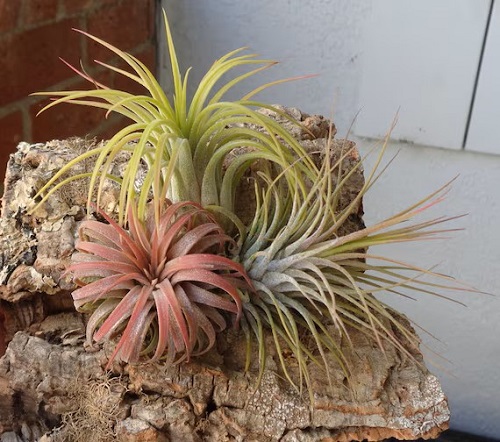 Types of Air Plant