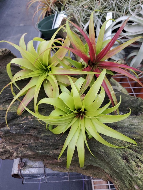 Types of Air Plant