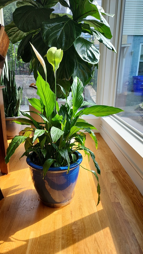 Reasons And Solutions Of Brown Leaves In Peace Lily