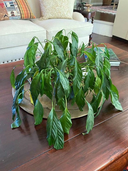 Underwatered Peace Lily Plant