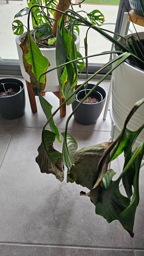 Brown Leaves In Peace Lily