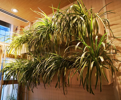 vertical garden Ways to Style Your Home with Spider Plants