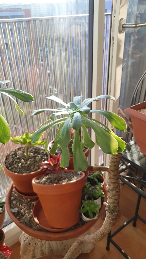 Indoor Plants that Like Direct Sunlight 