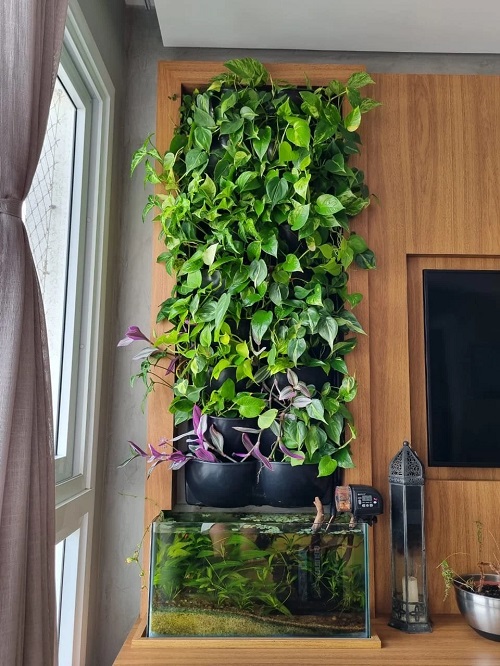 Indoor Plant Vertically