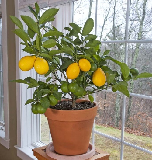 Citrus × meyeri - Indoor Plants that Like Direct Sunlight 