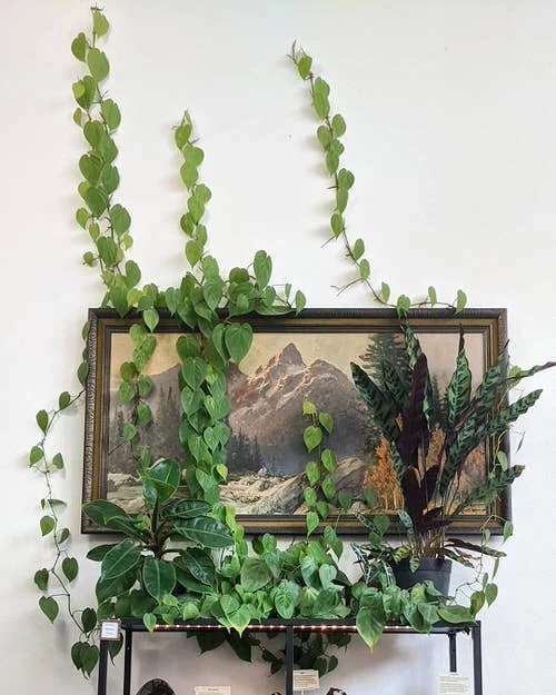 Beautuful Indoor Plant 