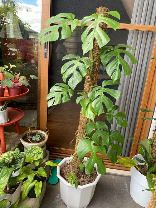 Plants that You Can Grow Indoors 